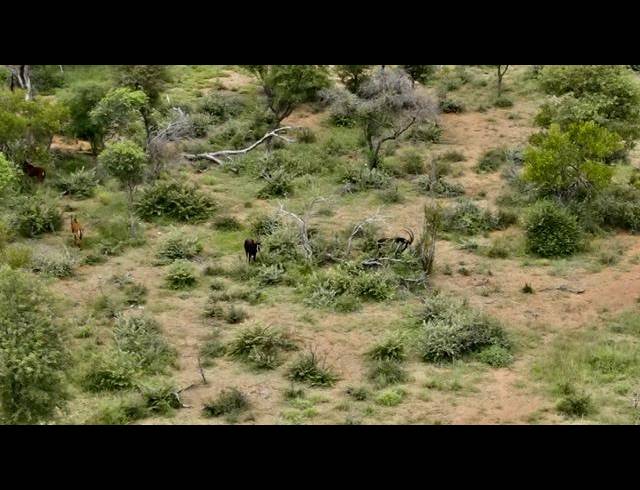 FARM FOR SALE IN SENTRUM